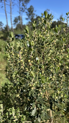 Baccharis dracunculifolia