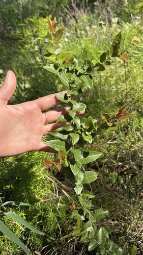Scutia buxifolia