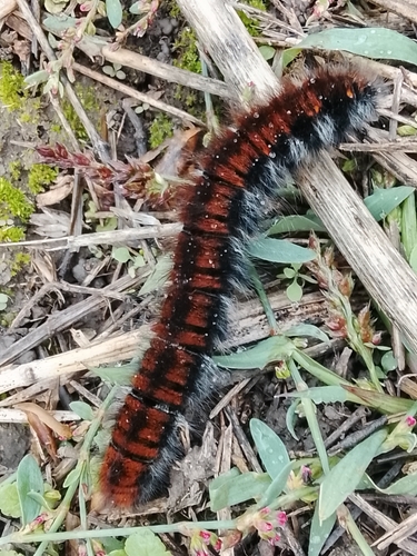Fox Moth