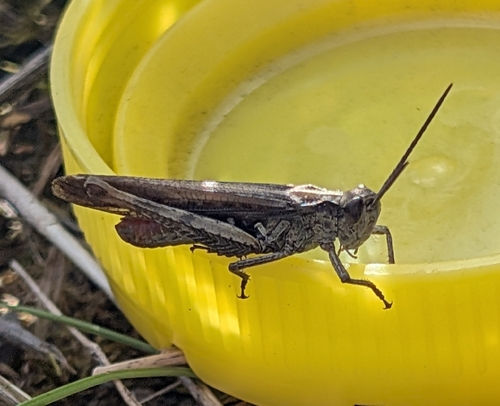 Common Field Grasshopper