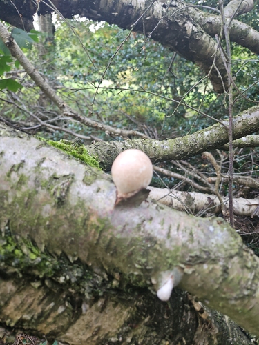 birch polypore