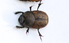 Onthophagus fracticornis