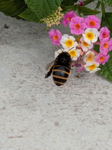 Amegilla quadrifasciata maderae