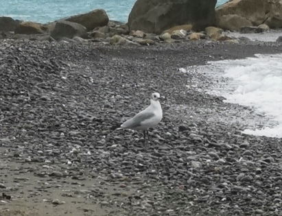 Black-headed Gull