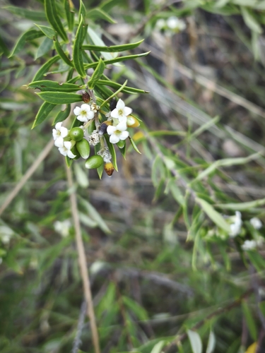 Flax-leaved Daphne