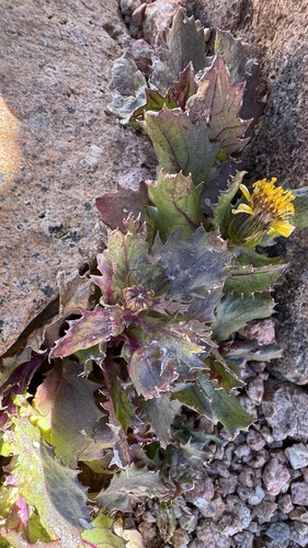 Senecio fremontii observed 2026-09-22