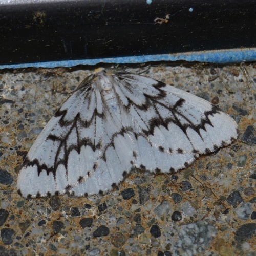 Phantom Hemlock Looper