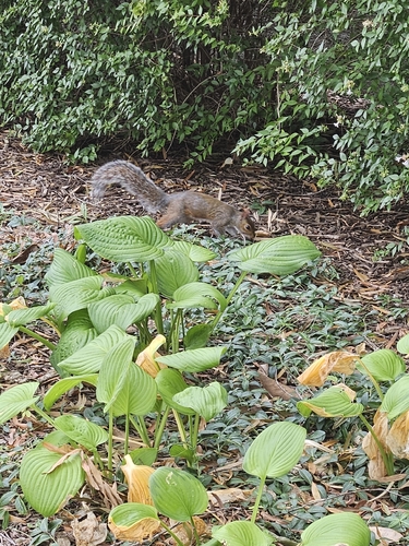 Eastern Gray Squirrel