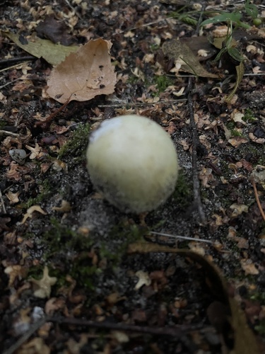 Deathcap