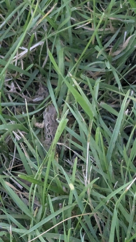 Boreal Chorus Frog