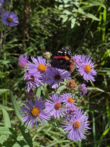 Red Admiral