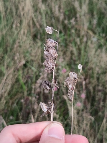 Rhinanthus minor, photograph 1