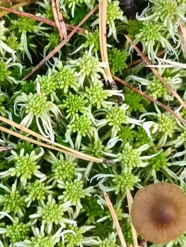 Sphagnum angustifolium observed 2026-09-20