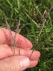 Polygala appendiculata