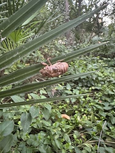 Common Cicada