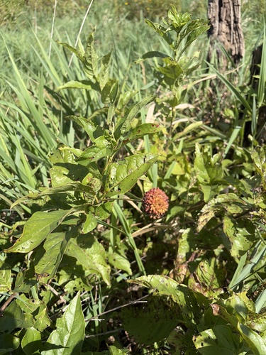 buttonbush