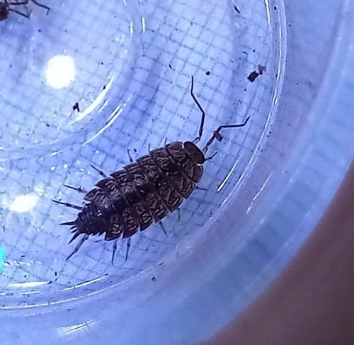Philoscia affinis