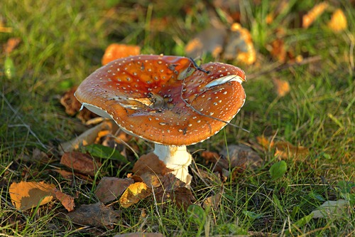 Fly Agaric