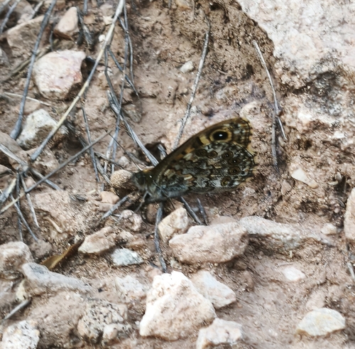 Wall Brown