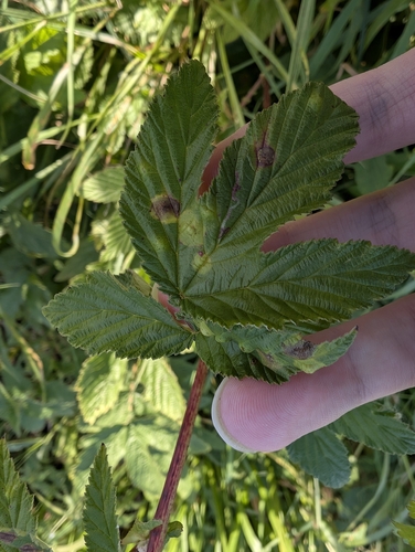 Dasineura pustulans