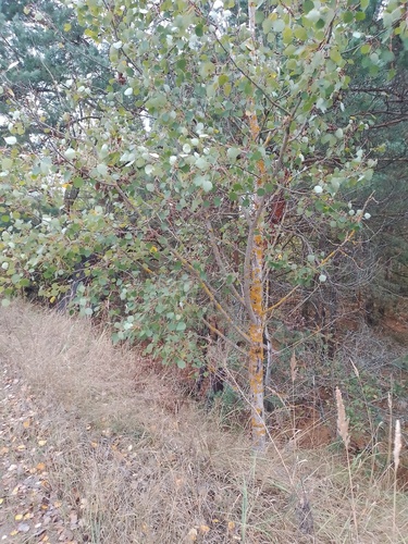 European aspen