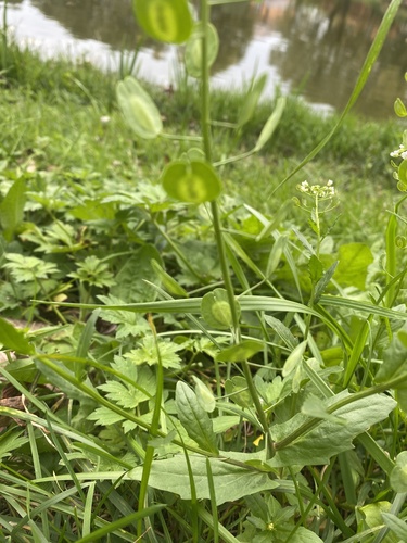 Thlaspi arvense, photograph 4