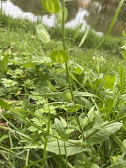Thlaspi arvense, photograph (c) Илья Руденко, some rights reserved (CC BY)