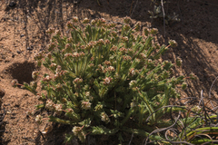 Psammotropha