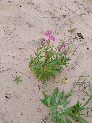 fireweed