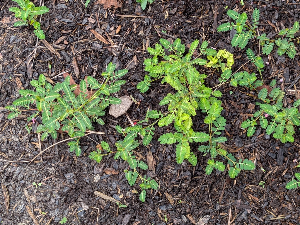 Phyllanthus urinaria; photograph author not stated, no rights reserved
