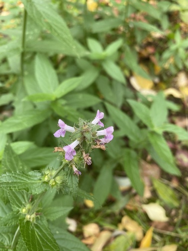 Marsh Woundwort