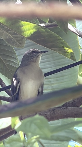Northern Mockingbird