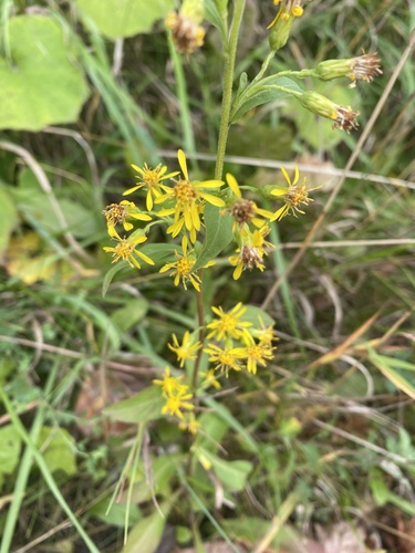 European goldenrod