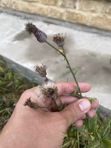 creeping thistle