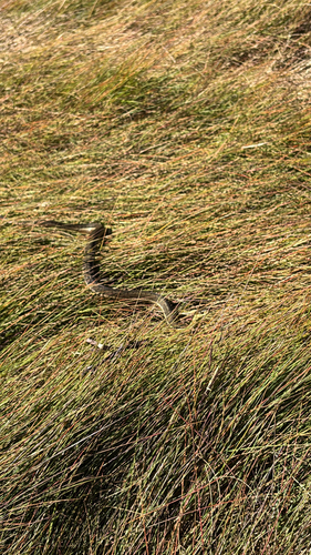 Common Garter Snake