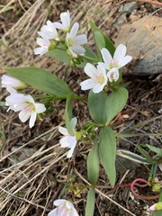 Claytonia lanceolata
