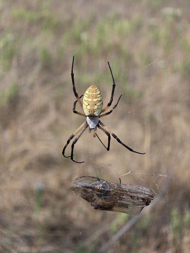 Yellow Garden Spider