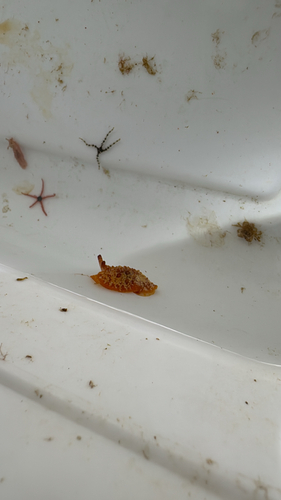 Warty Sidegill Slug