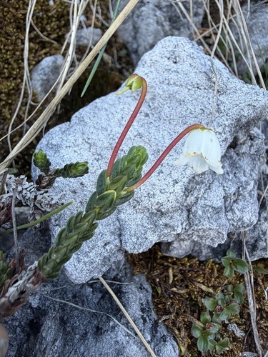 Cassiope tetragona, photograph 1