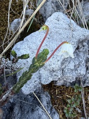 Cassiope tetragona