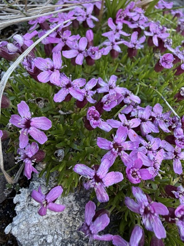 Silene acaulis, photograph 3