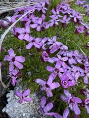 Silene acaulis, photograph (c) Matt Berger, some rights reserved (CC BY)