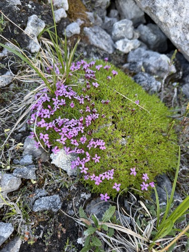 Silene acaulis, photograph 4