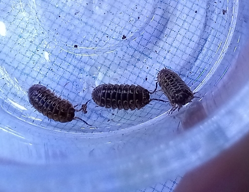 Painted Pill Woodlouse