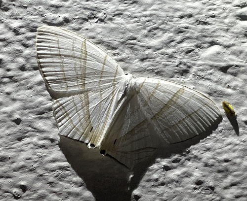 Dissoprumna erycinaria
