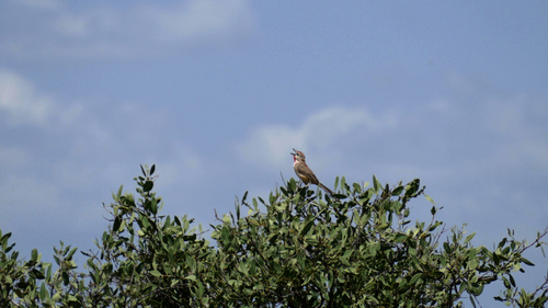 Rosy-patched Bushshrike (Rhodophoneus cruentus), photo 3