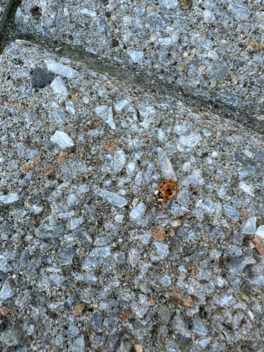 Asian Lady Beetle