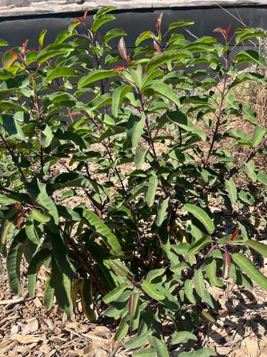 Malosma laurina