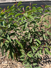 Malosma laurina