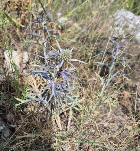 Italian Eryngo